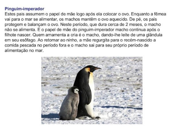 Os Pais do Reino Animal